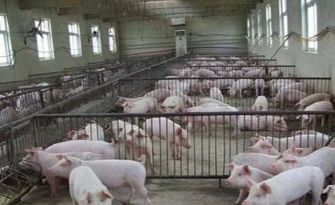 开一个养猪场大概需要多少钱，养猪2000头猪需要投资多少钱？