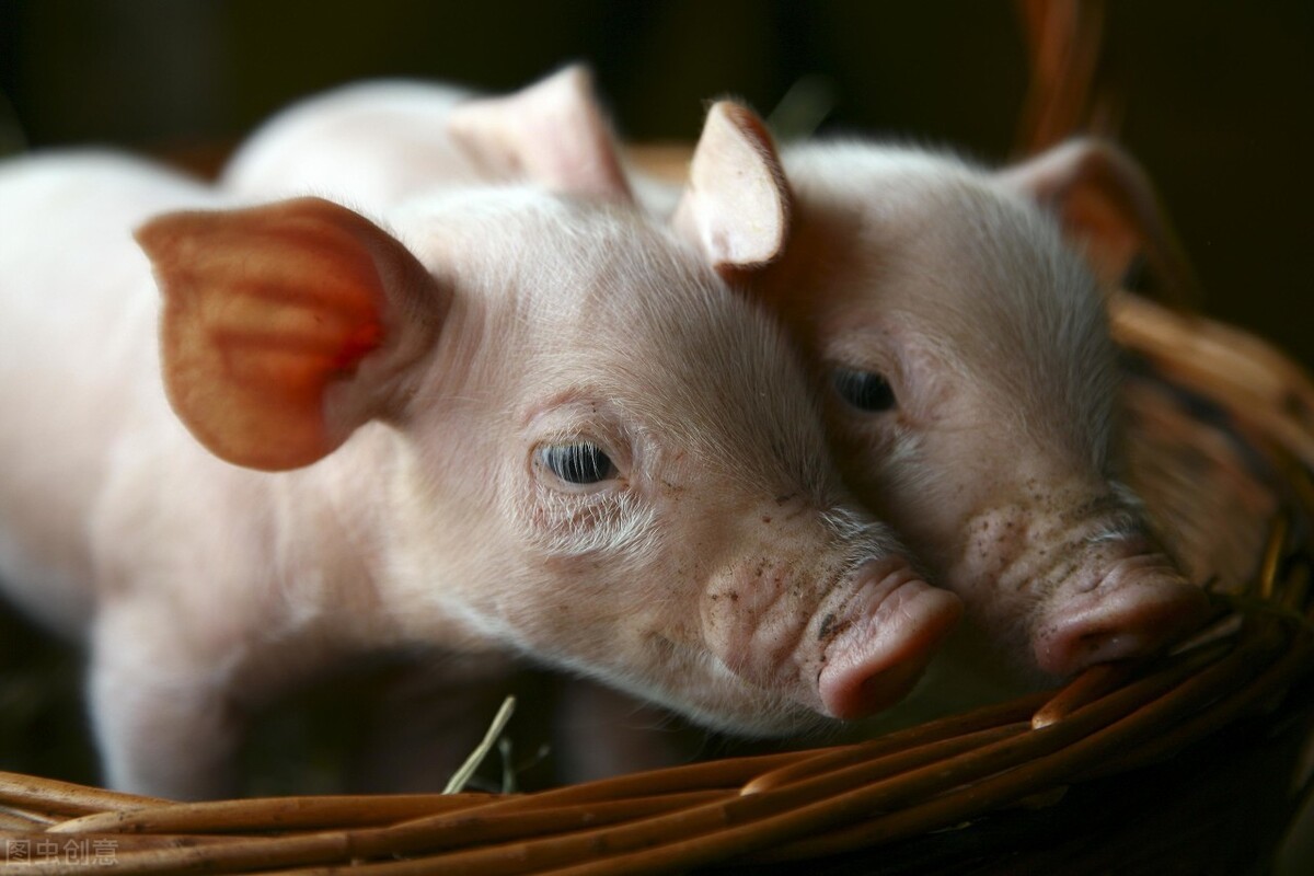 怎么喂猪长得快「小猪要怎么养才长得快」