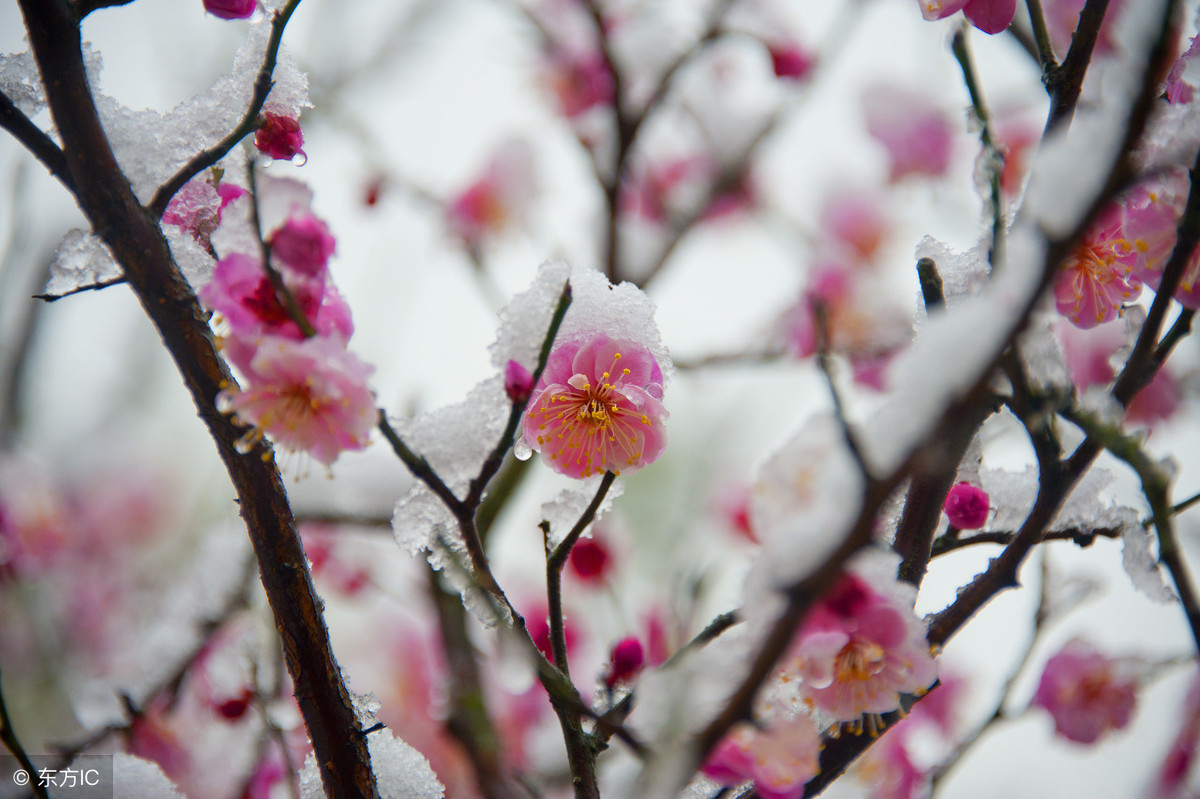 日暮诗成天又雪——古代描写雪景的三十首诗词（值得收藏）