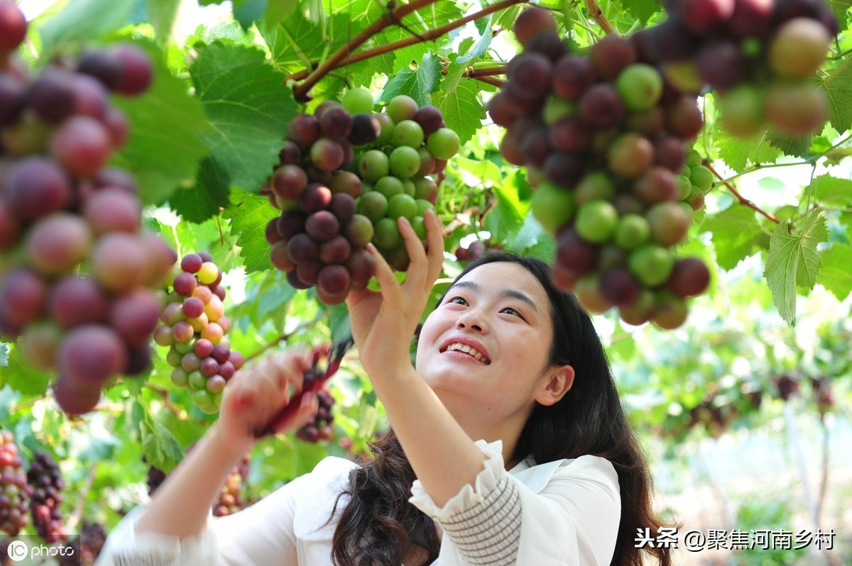 渑池“巧媳妇”杨希亭，种植葡萄有绝招，一年收入居然达到40万元