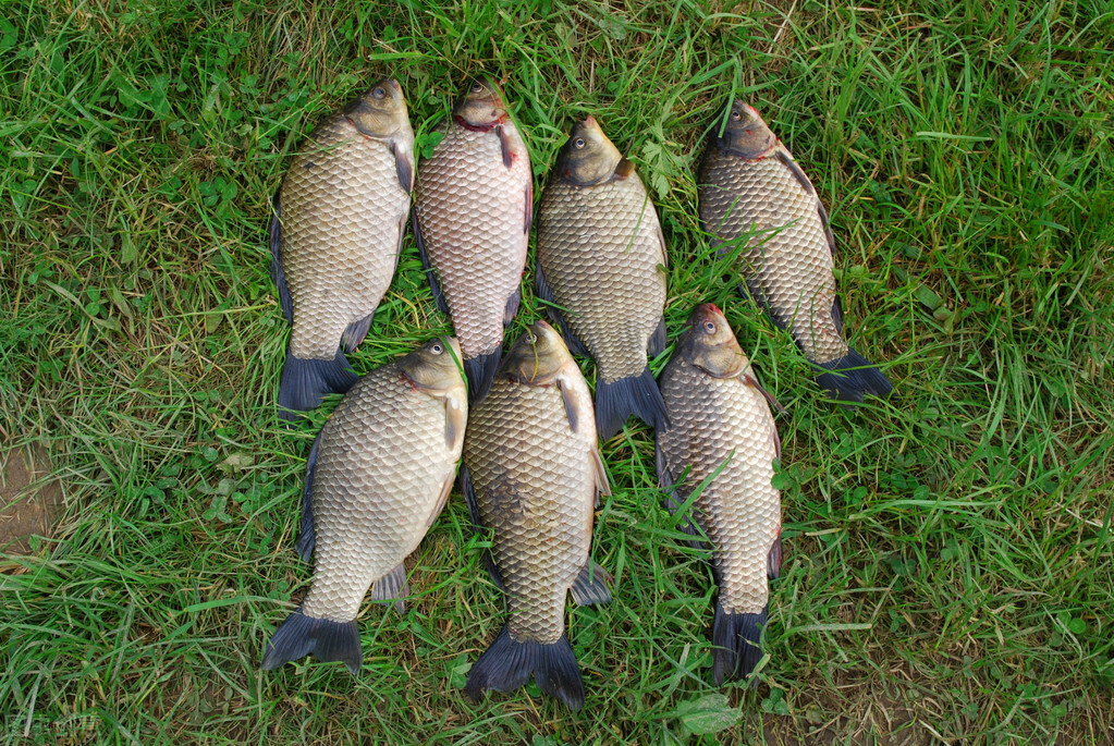 鯽魚和鯉魚的區別圖片(買鯽魚) - 赤虎壹號