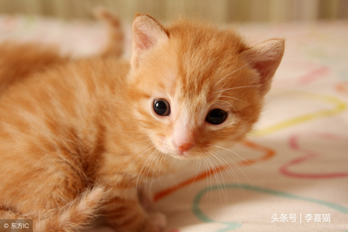 猫咪出现口臭很可能是健康状况的信号，铲屎官要重视起来认真应对