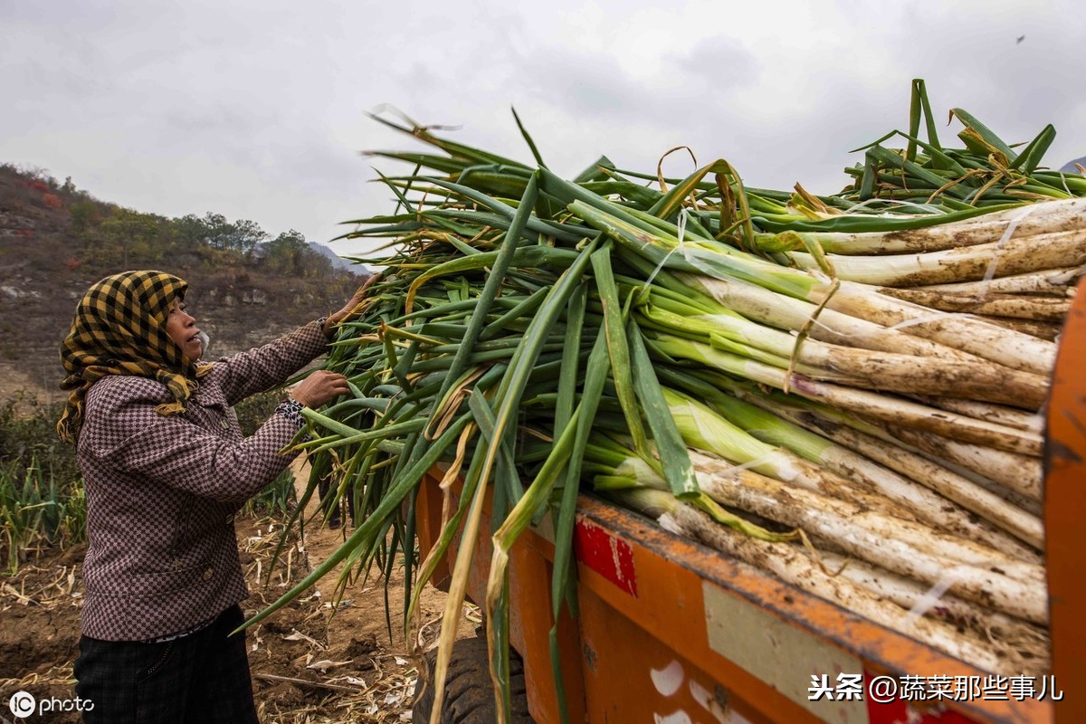 北京新发地：菜价依旧缓慢上行，黄瓜、圆茄、团生菜变化明显，大葱价格保持稳定
