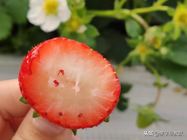东莞哪里有草莓园(还在买4块钱一颗的草莓？广州藏着个有机高架草莓园，免费又好玩)