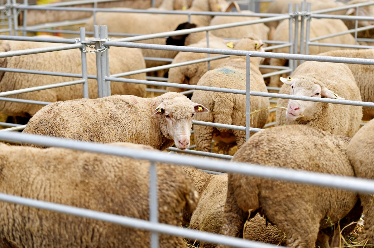 养羊场免疫失败，经济效益会受影响，找出失败因素非常必要