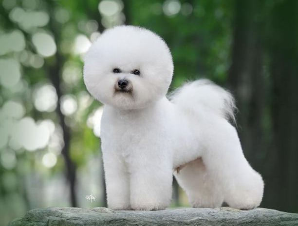 新手养狗必看：国内十大流行犬种横向对比
