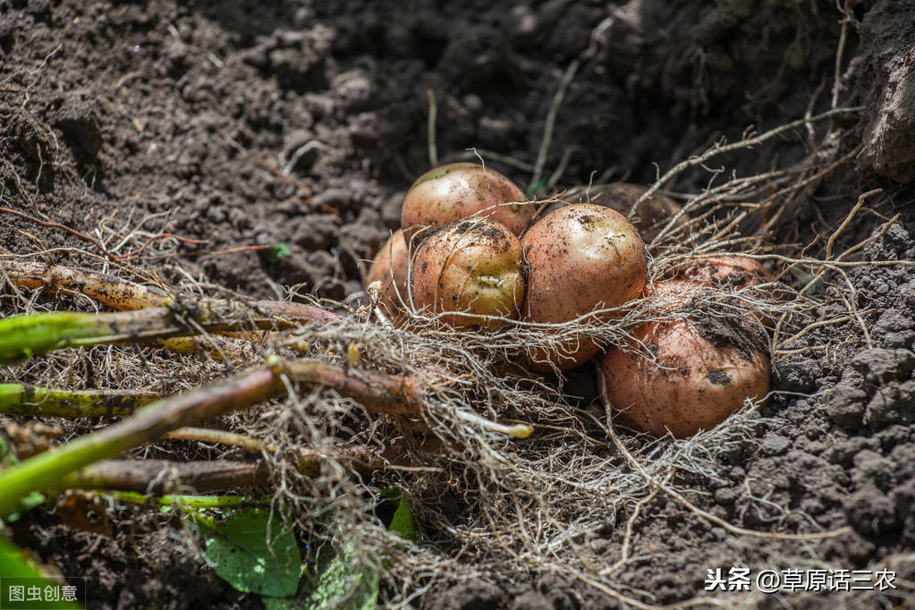 土豆是根还是茎（萝卜是根还是茎）-第4张图片-尚力财经