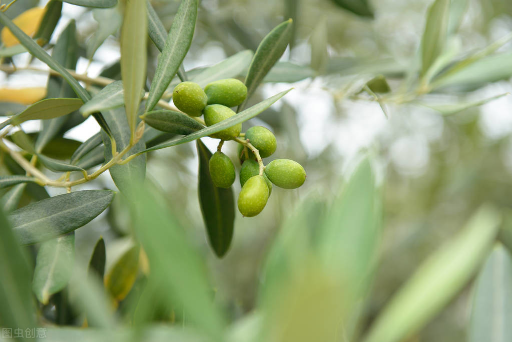 斯里兰卡橄榄的种植与管理，不仅能吃，还有特别多作用