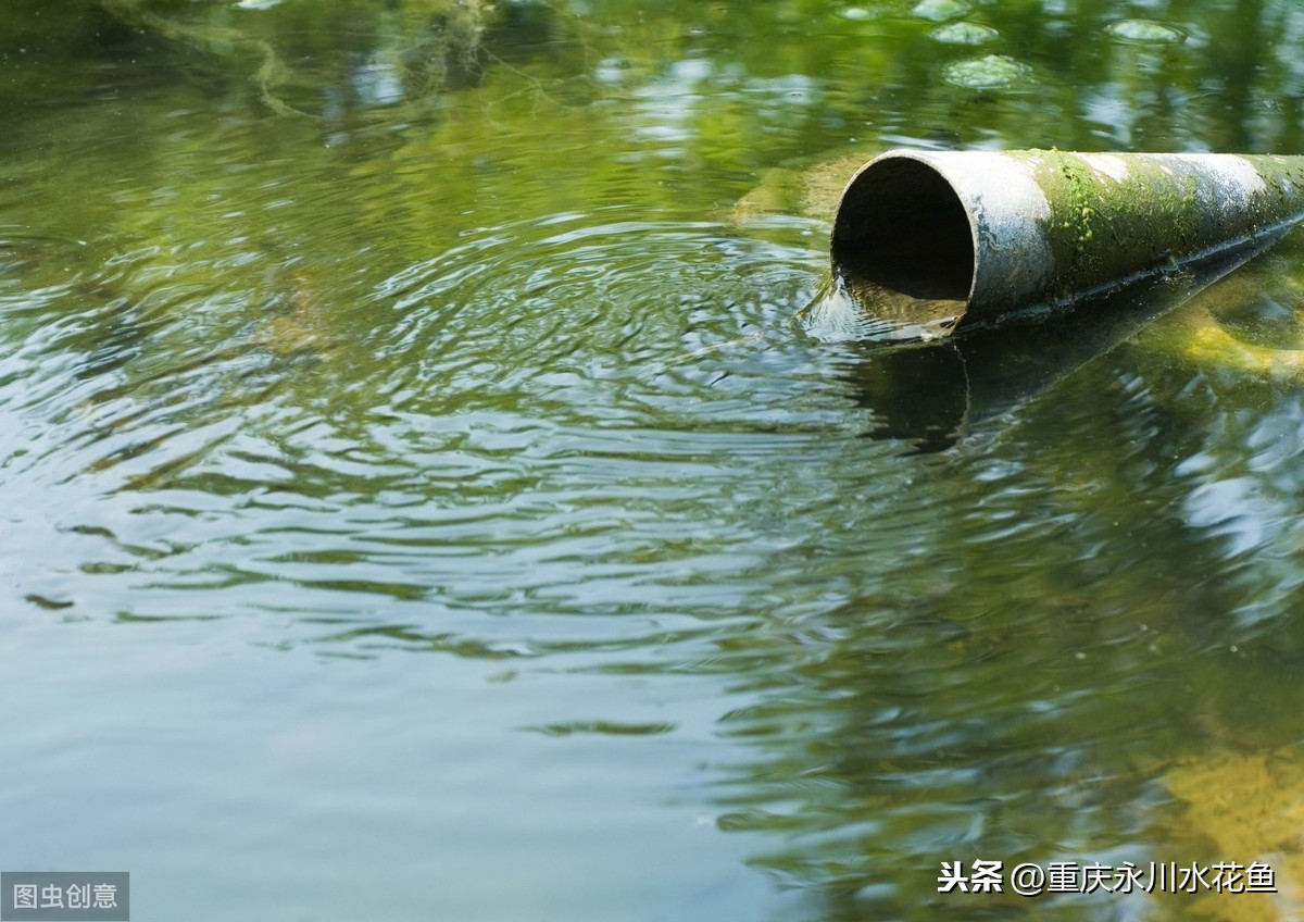 養(yǎng)魚先養(yǎng)水的方法---水質(zhì)的調(diào)控和管理是養(yǎng)殖成功的關(guān)鍵環(huán)節(jié)