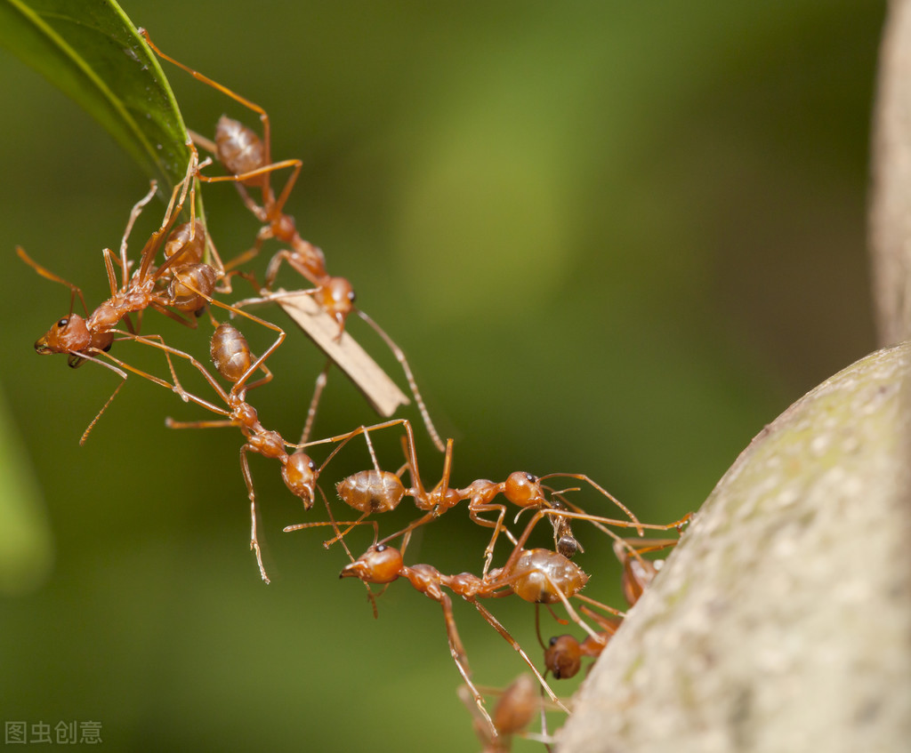 蚂蚁的寿命（你了解蚂蚁吗哪些蚂蚁寿命最长）