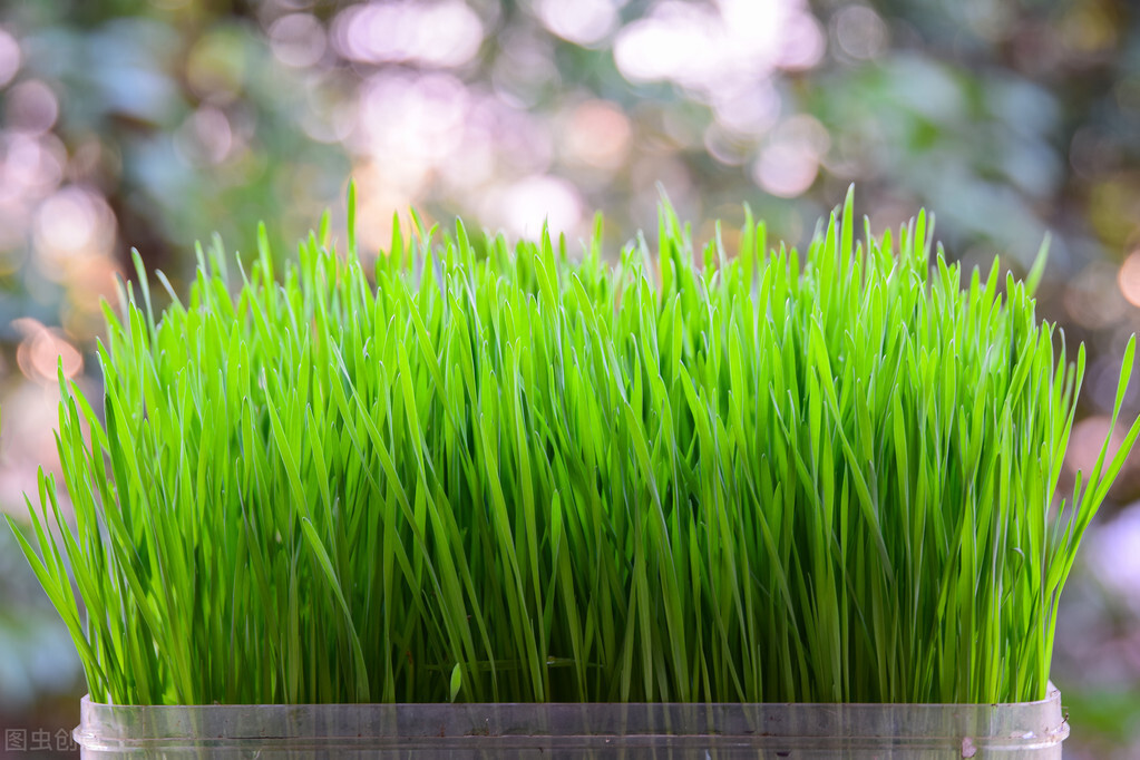 小麦苗汁的危害性（小麦苗汁虽好但难治百病）