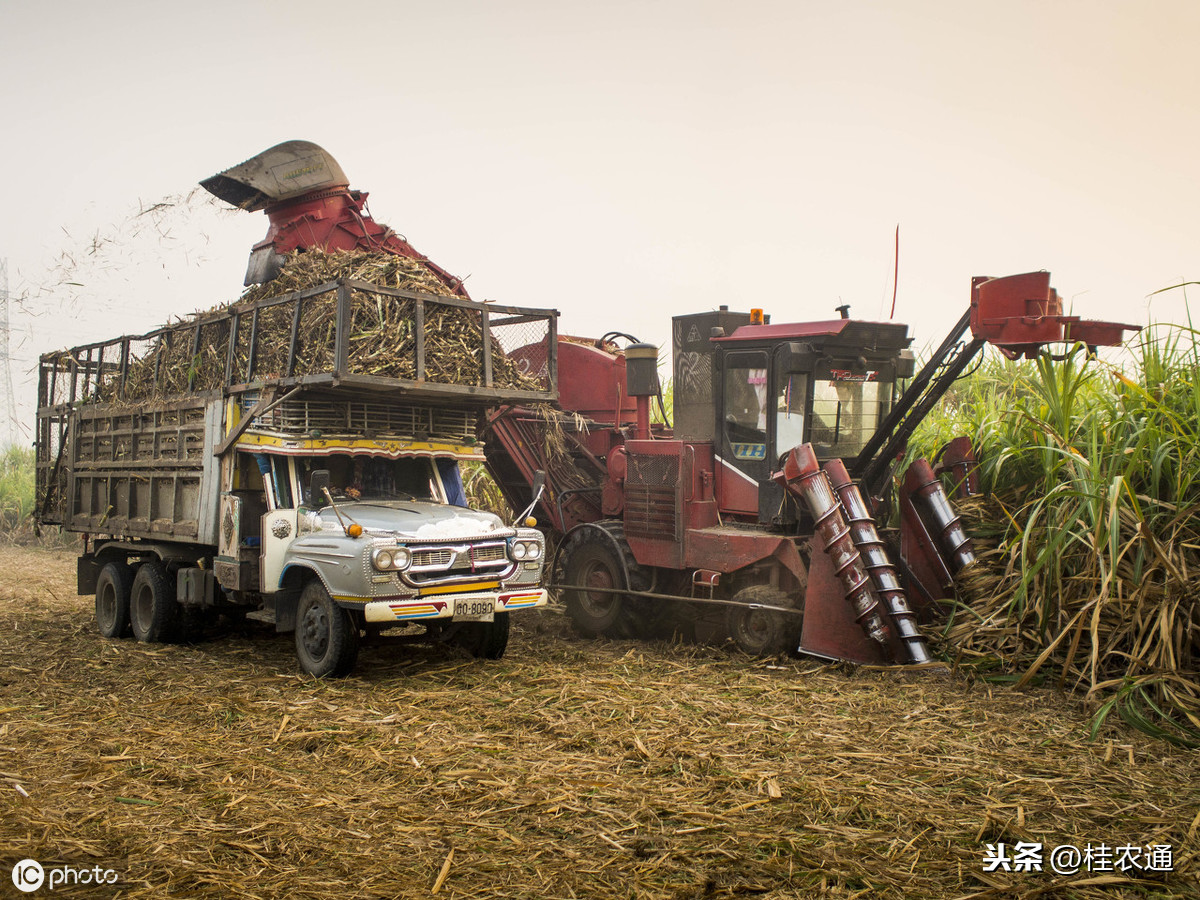 广西农民砍甘蔗最累最辛苦，为啥却不想用机械化砍收？