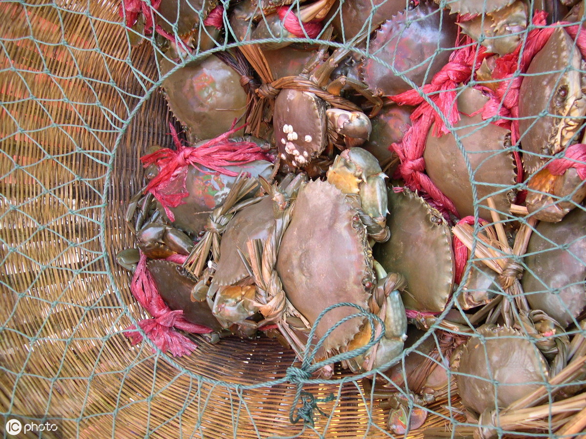 海边的农民一旦捕捉到青蟹就说发财了，青蟹到底多少钱一斤呢？