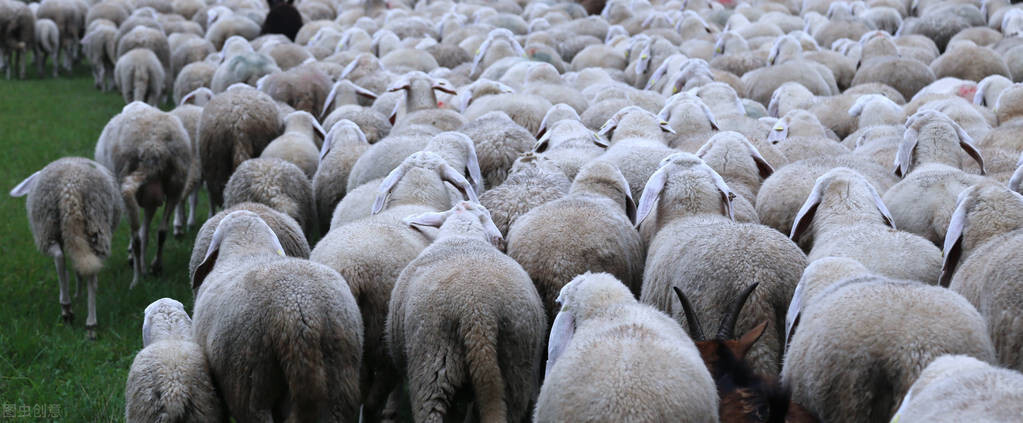羊肉突破80元，养羊人大赚一笔，年后行情如何？3个好消息