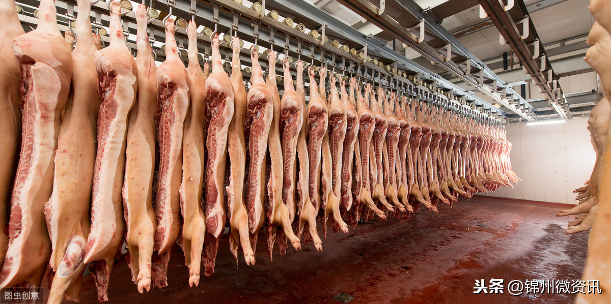 锦州最新猪肉价格！已涨到39元一斤！会一直涨到…
