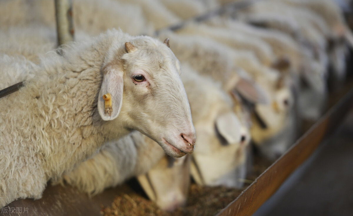 羊肉价格“十连涨”，多地突破80元，春节前还涨吗？
