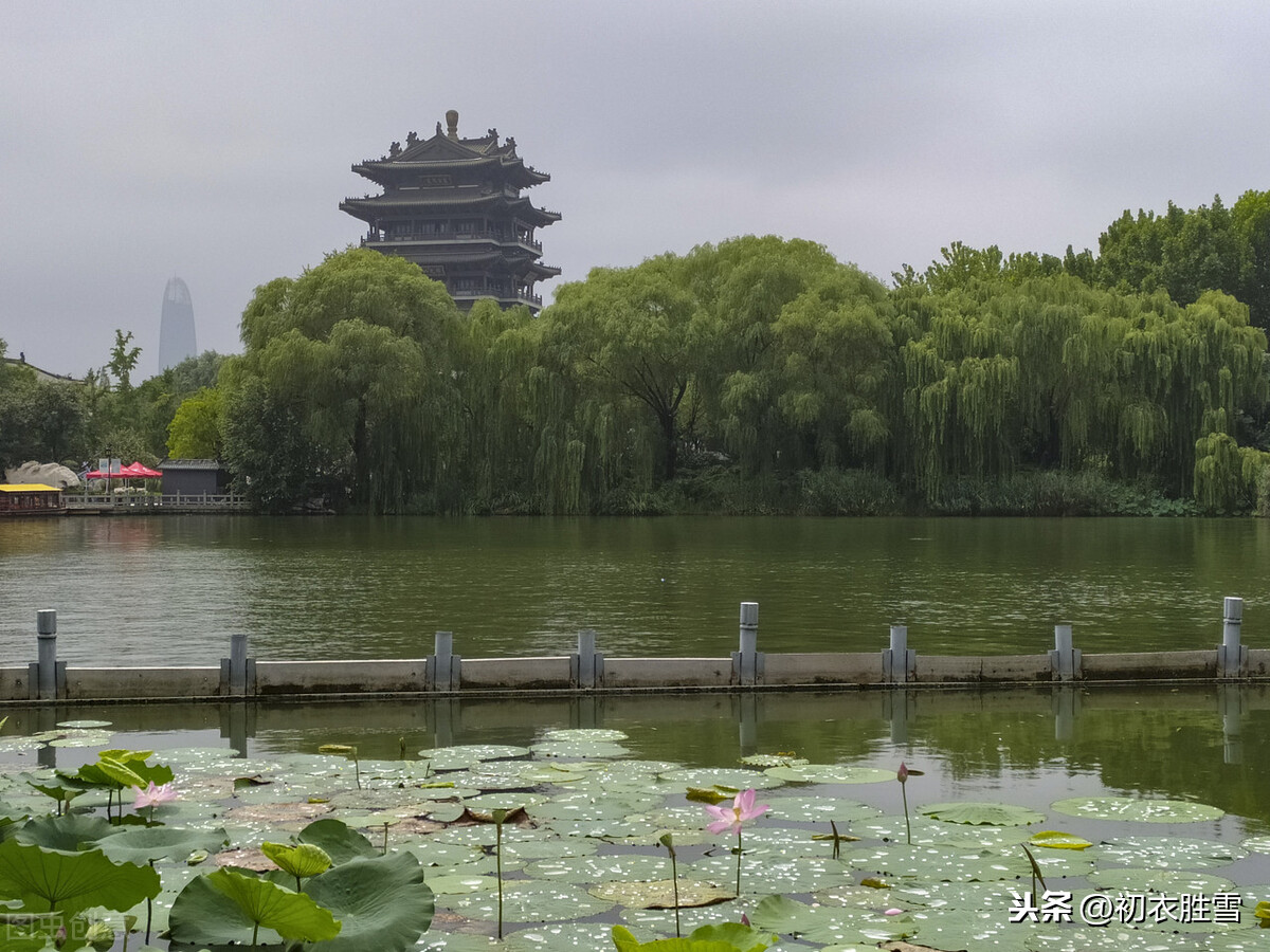 新秋荷花美句：荷叶荷花何处好，大明湖上新秋