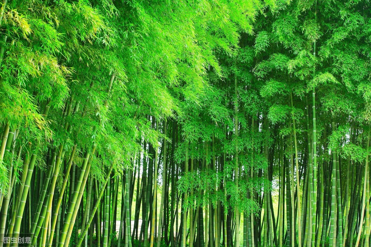 读诗|云赏花4：竹——千磨万击还坚劲