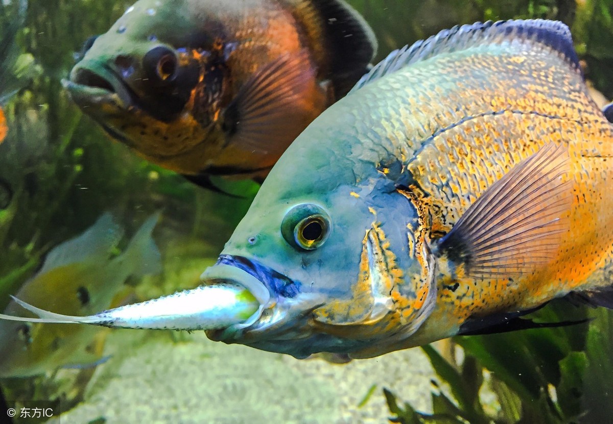 地圖魚產卵前怎麼養忌諱什麼圖文