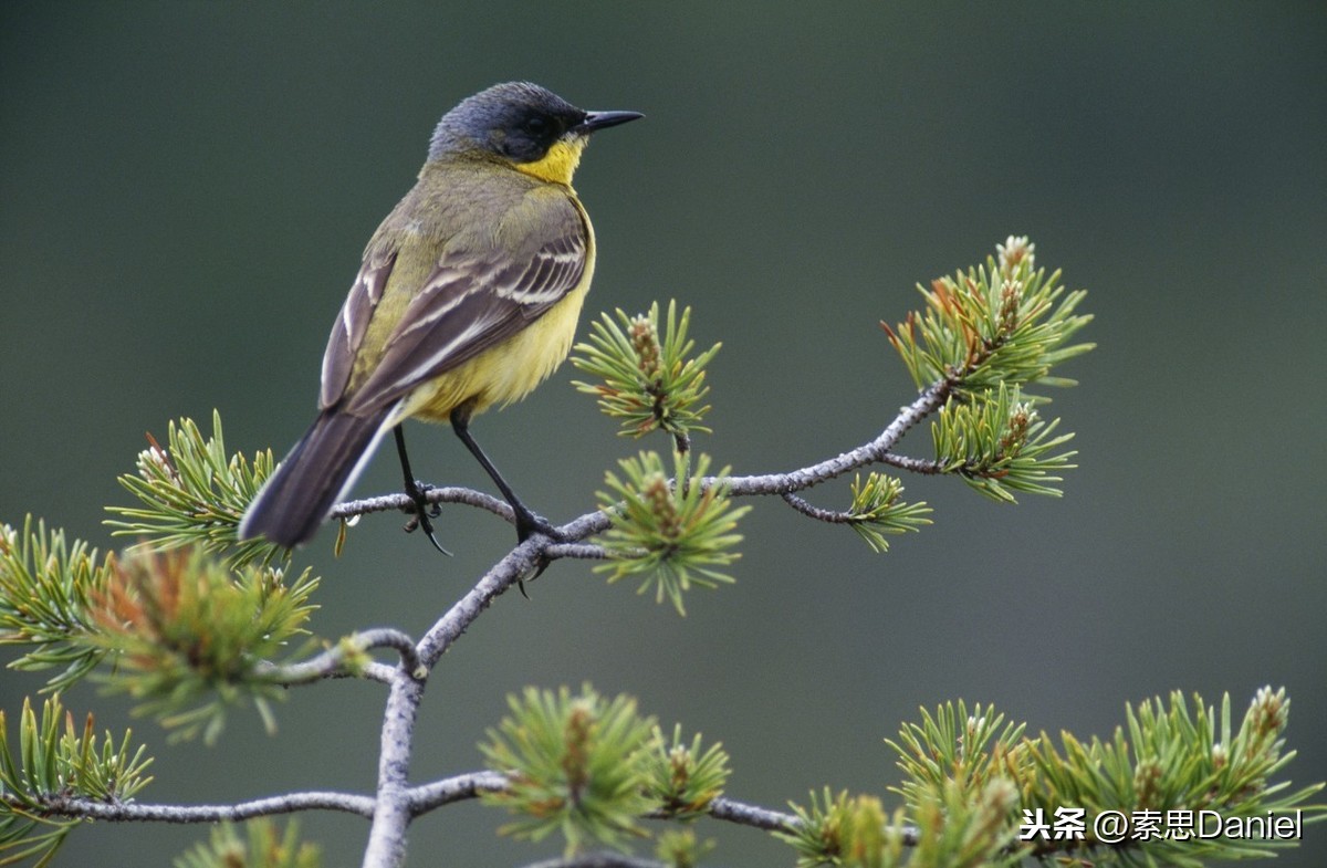 索思英语解码单词（第8个）——bird鸟