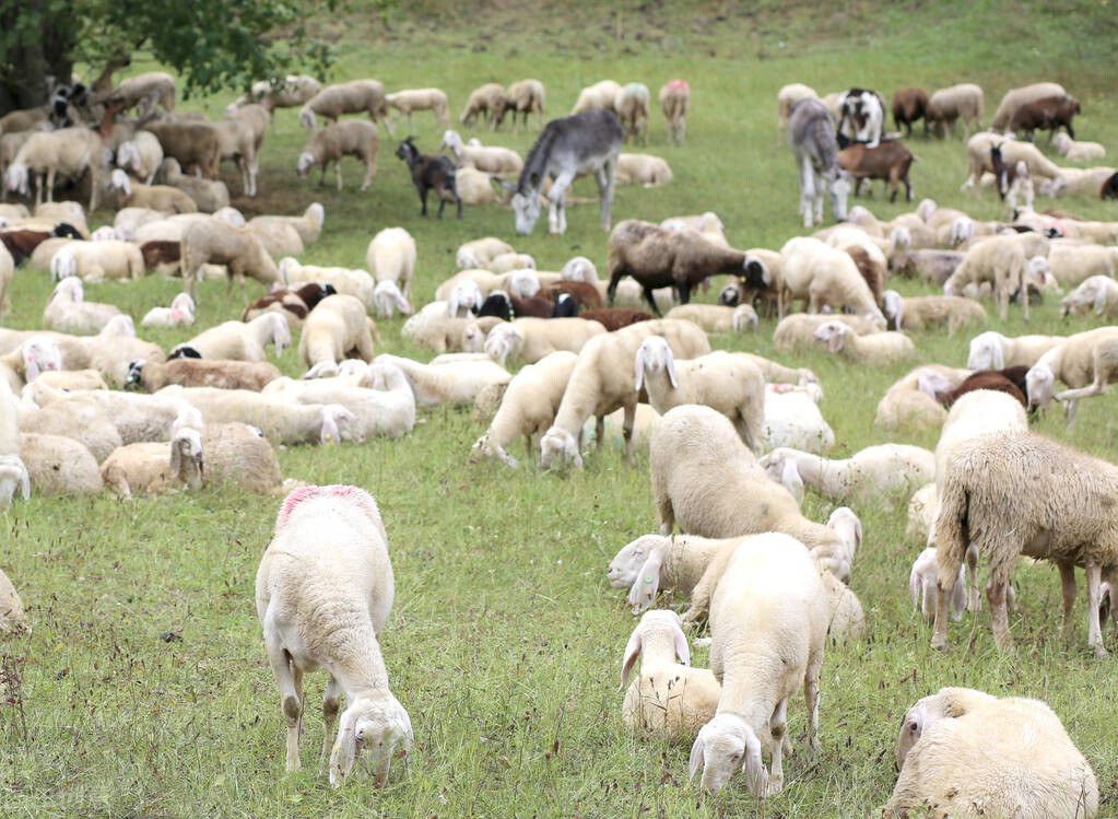羊头肉价格今日价「羊头肉价格今日价一斤多少钱」