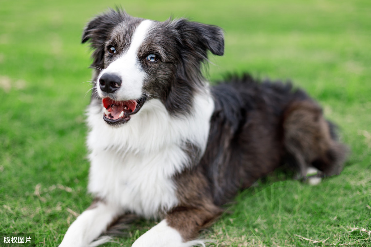 柯基犬有哪些（柯利犬都有哪些品种的狗狗）