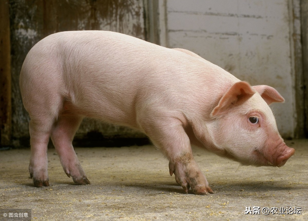 2019年猪苗价格多少一斤？养一头母猪一年的成本和利润是多少？