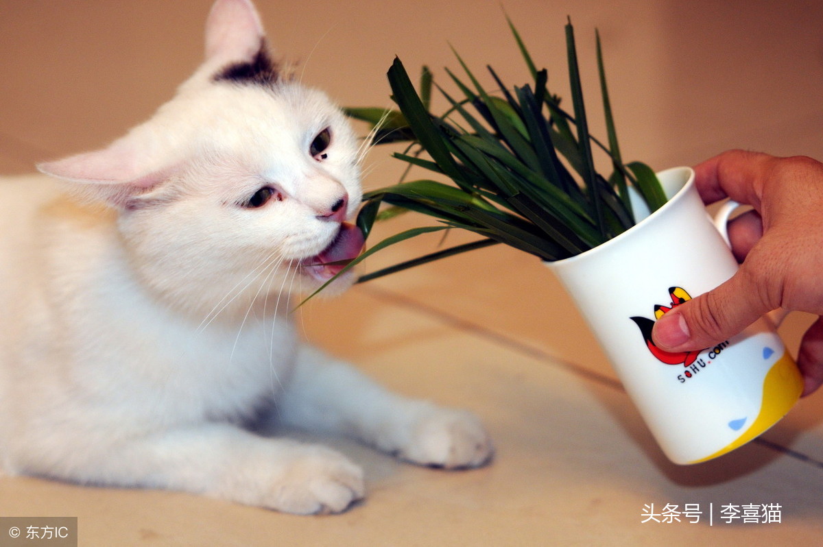 猫咪出现口臭很可能是健康状况的信号，铲屎官要重视起来认真应对