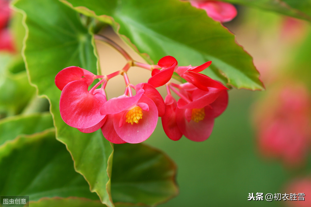 秋日读诗：幽花最是秋海棠