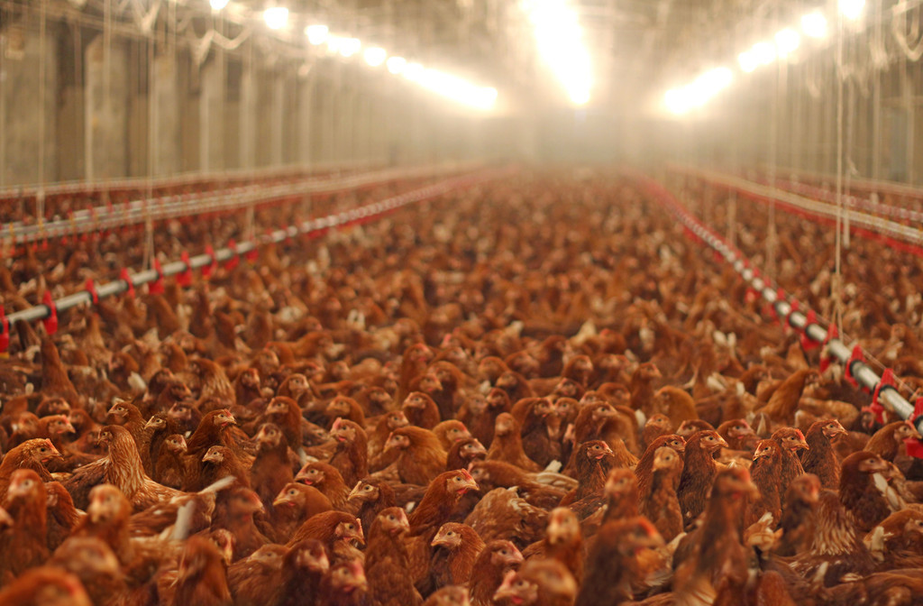 鸡价大跌，麻鸡1.2一斤，一万只亏7万，养殖户犯愁
