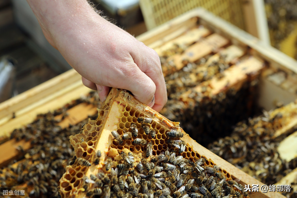 13土墙上蜜蜂怎么养不容易死「精心整理」 