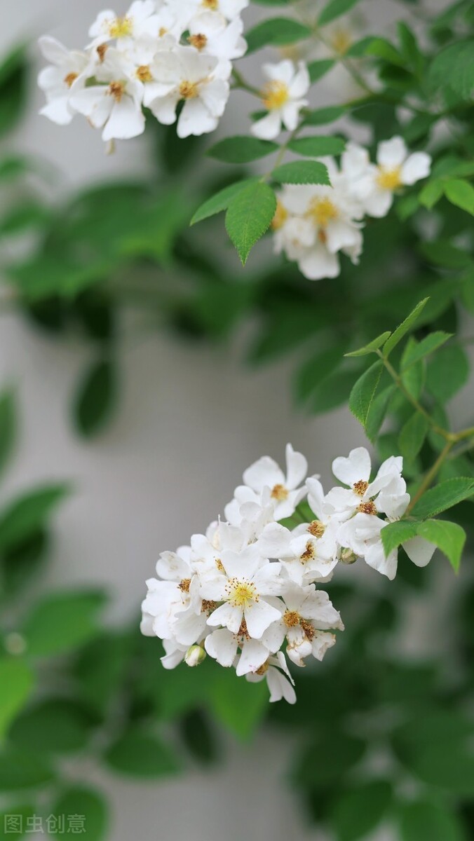 國花系列12——羅馬尼亞,白薔薇,高貴聖潔又樸素