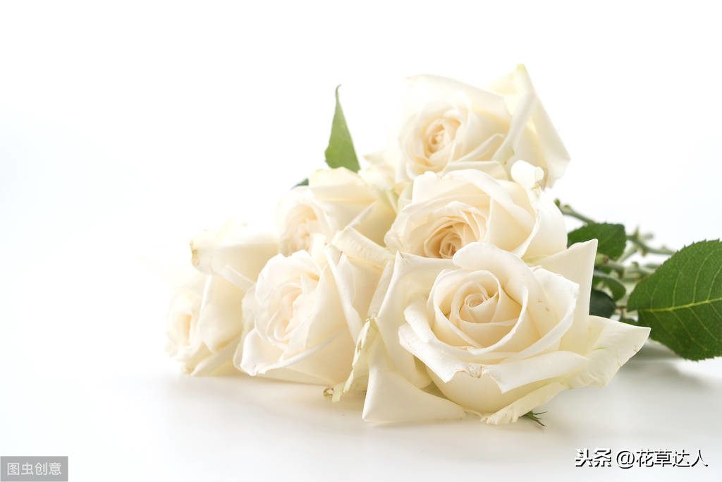 白玫瑰花语是什么（不同数量白玫瑰的寓意及花语）