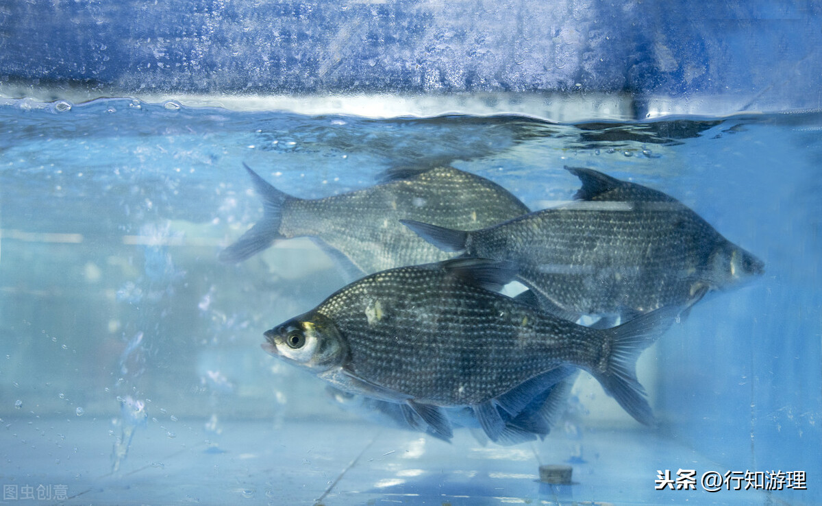 選項:白蟹白蚌銀魚白鰱正確答案:銀魚【辨析】常識類題目689.