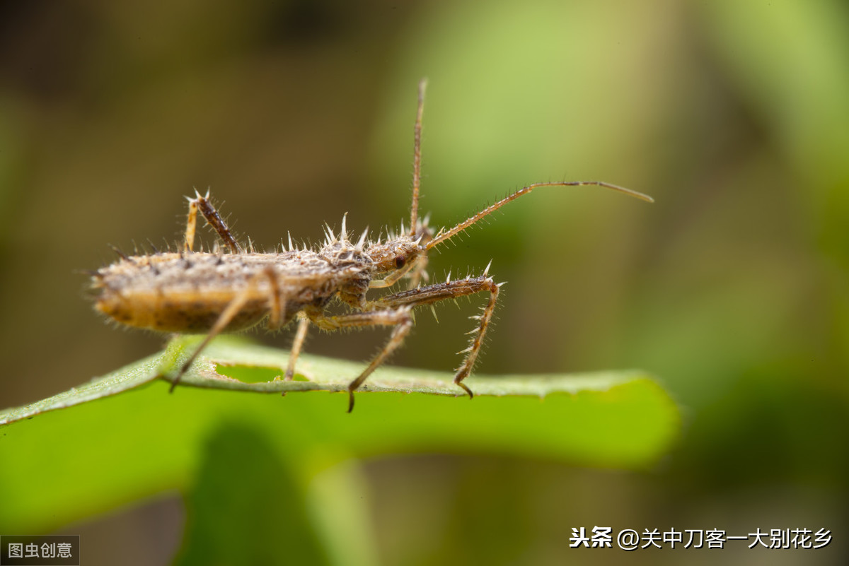 初中语文：《昆虫记》名著导读+知识点+中考真题练习