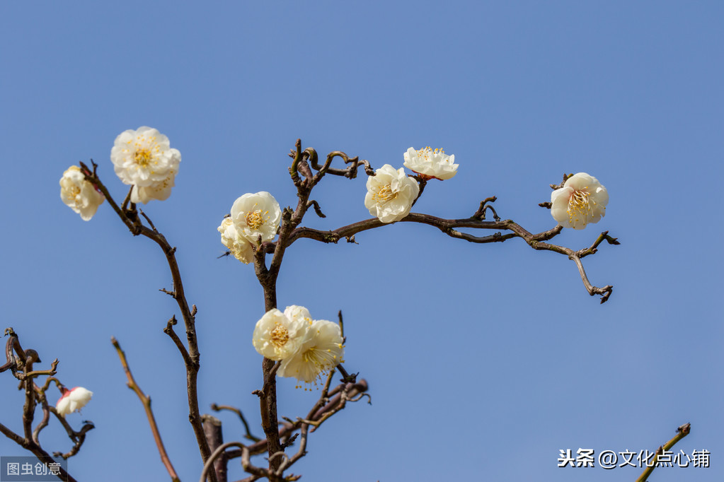 《全宋词》最孤独的梅花词，揭示了宋朝灭亡的根本原因，惊艳千古