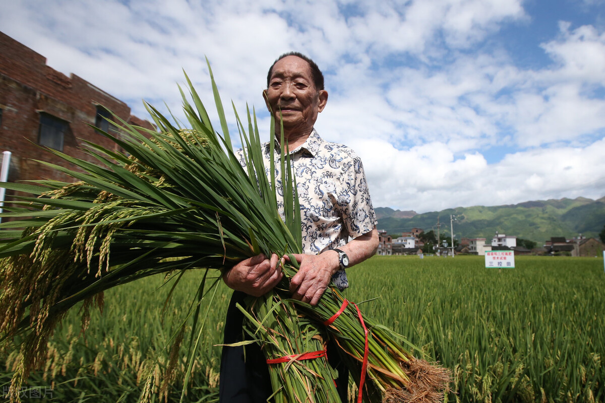 杂交水稻亩产多少斤,杂交水稻亩产多少斤大米