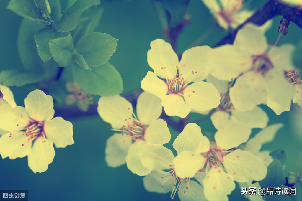 柳宗元的这首《早梅》，写出了最深情的梅花，通篇充满了思乡之情