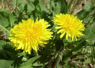 蒲公英四时常有花，花罢飞絮，絮中有子，落处即生