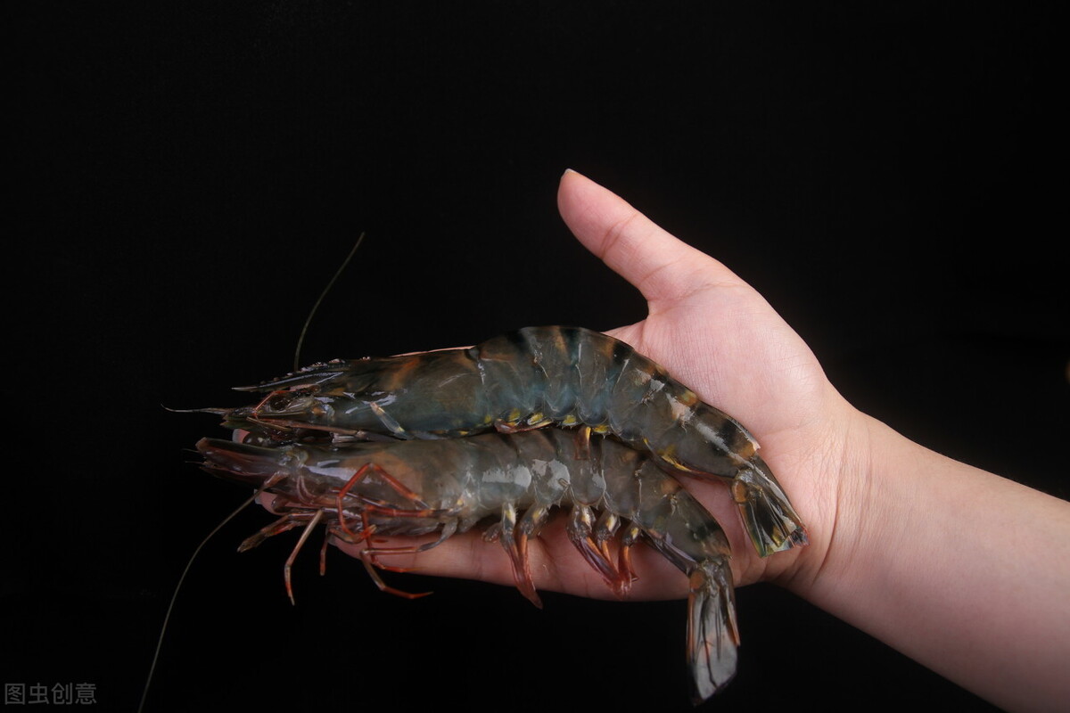 黑虎虾入侵美国，跟手臂粗，美国人无可奈何，中国却100多一斤