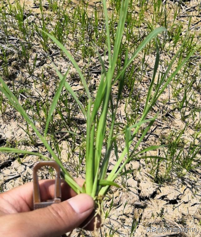 你还为水稻除草效果不好困扰吗？你还为水稻除草花钱多苦恼吗？