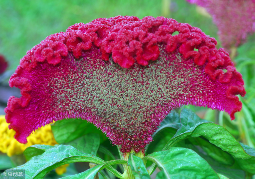 冰激凌雞冠花怎麼養長得好專業回答