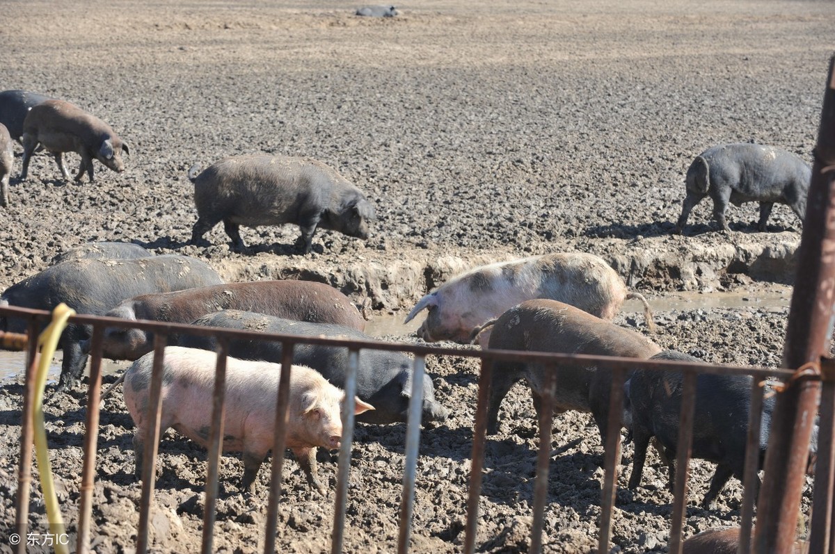 今日猪价宁夏隆德县「今日猪价网生猪价格」