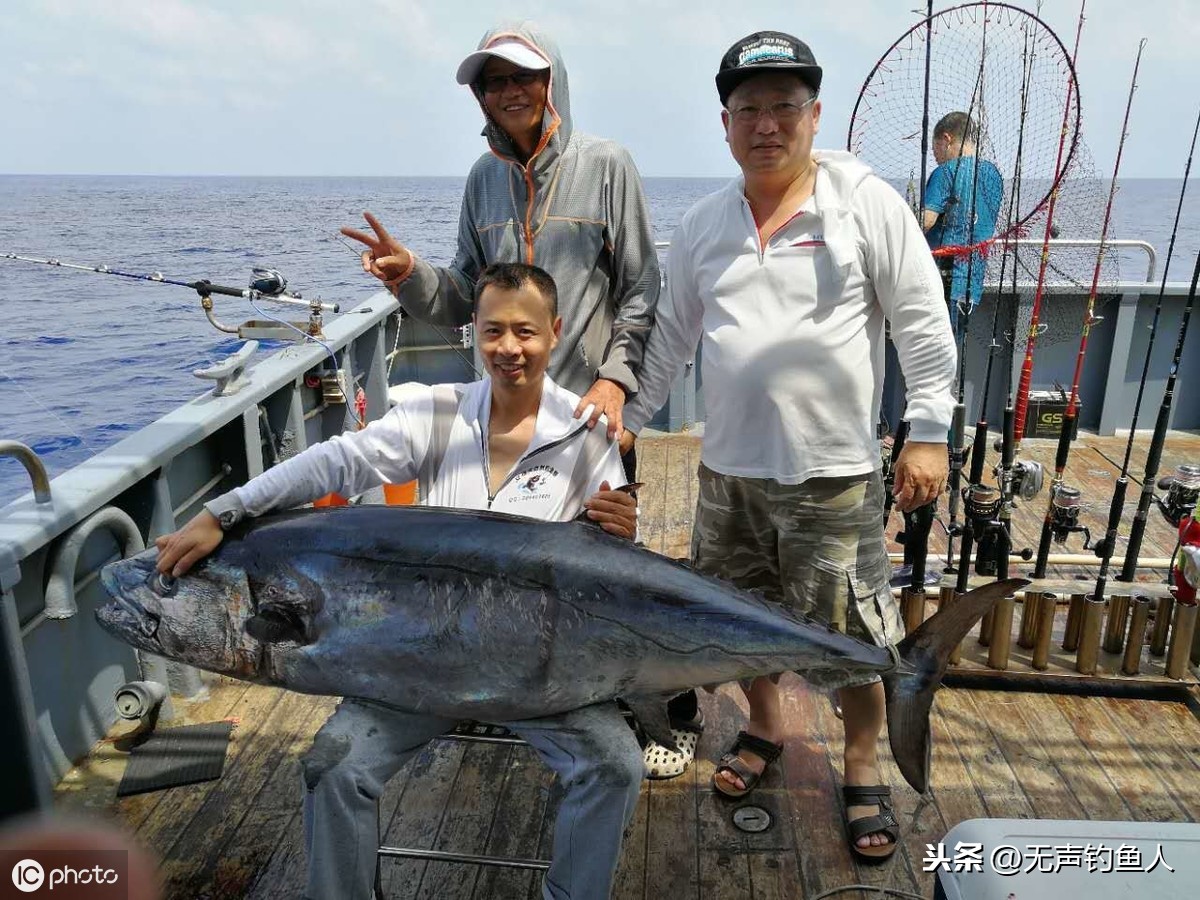 海狼魚多少錢一斤(藍鰭金槍魚單尾可賣百萬元) - 價格百科