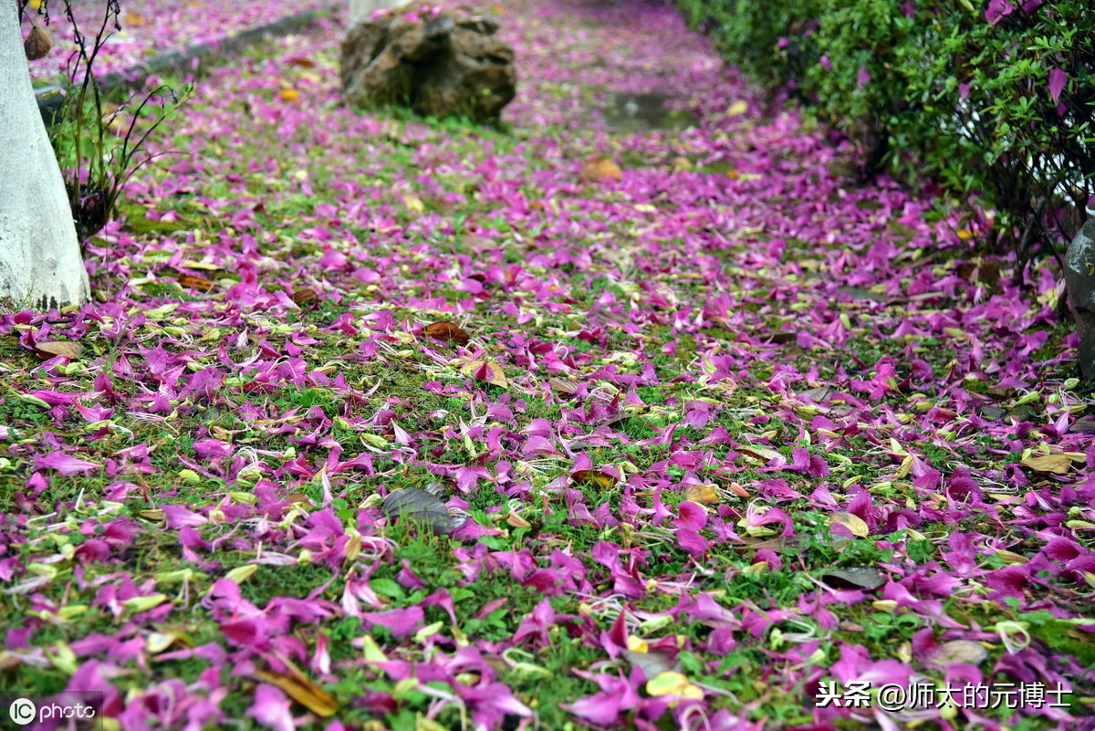 你可知：《葬花词》的意蕴，前人已经具足