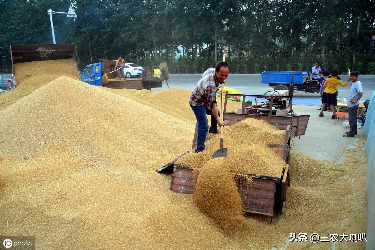 小麦快收完了，农民该关注收购价格了！今天小麦多少钱一斤？