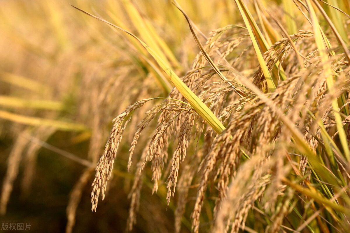 水稻-一亩地能产多少斤水稻（一亩地能产多少斤水稻出多少斤大米）