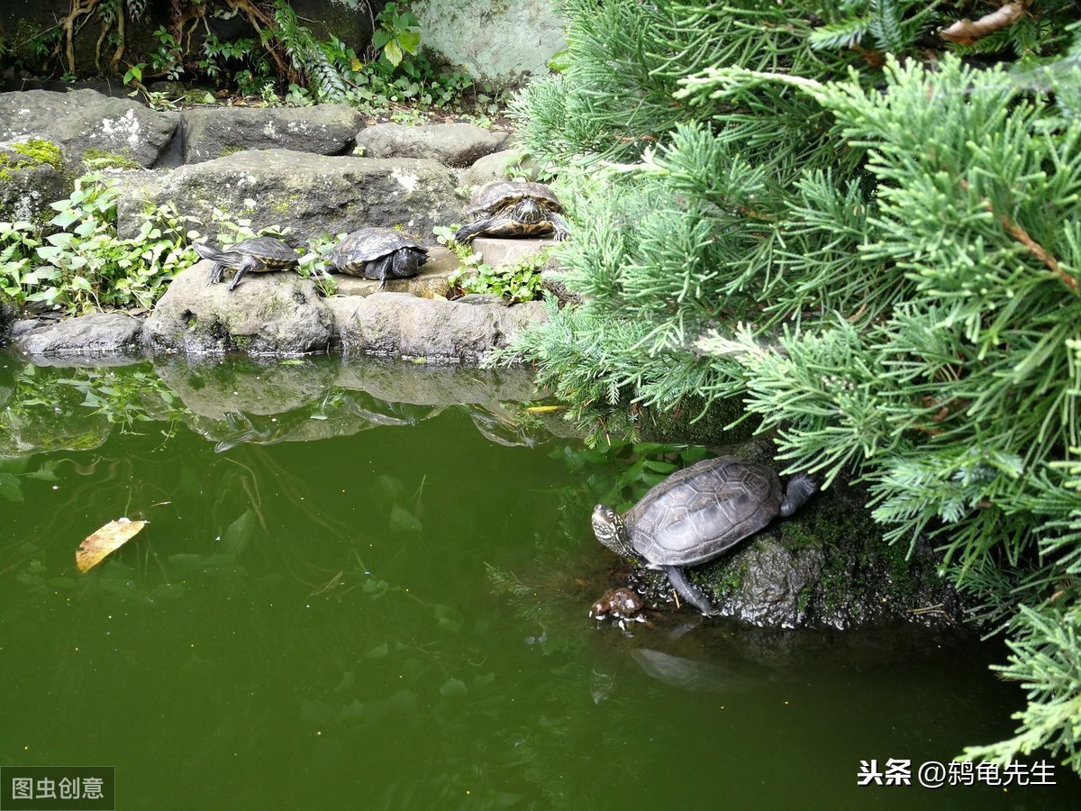 跳水怎么才能不呛水(辟谣：乌龟呛水是因为水位太深？不，呛水的症状和真正原因要知道)