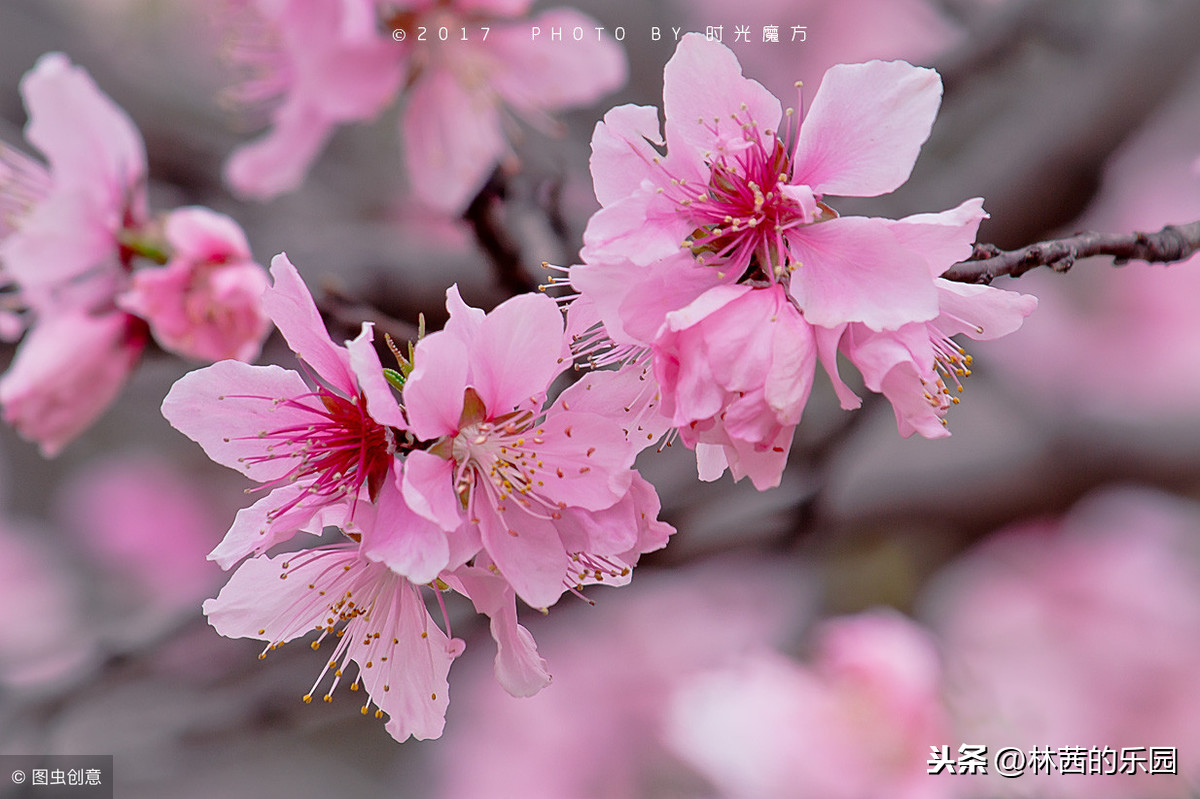 20首关于春游的诗词，杏花春雨，柳暗花明，踏青也可这般画意诗情