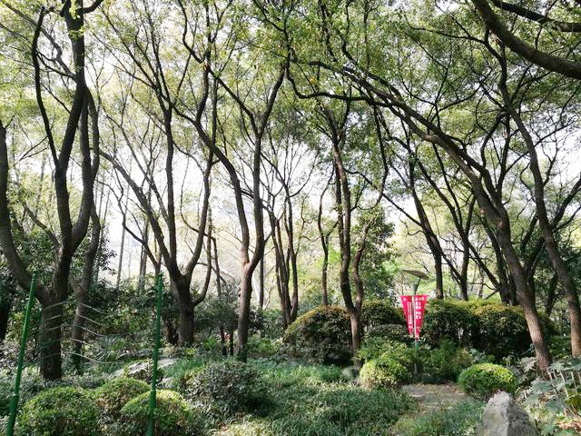 上海人民公园好玩吗(上海市中心的人民公园风景优美，不足之处游客稀少)